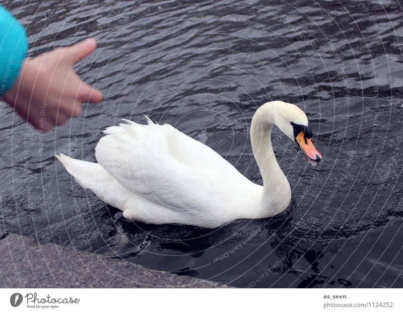 Schwan füttern Kindererziehung Tier Tiergesicht Flügel Zoo 1 Fressen Schwimmen & Baden ästhetisch authentisch grau orange türkis weiß Freude Tierliebe achtsam