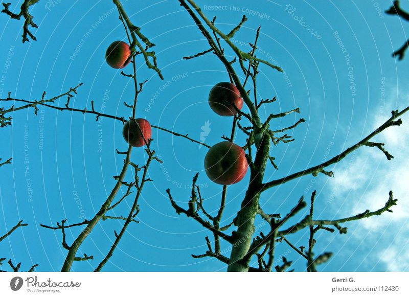 BaumSchmuck Apfelbaum rot Lebewesen Herbst laublos himmlisch prächtig Wolken schlechtes Wetter himmelblau Apfelkompott Ernährung Gesundheit ökologisch Obstbaum