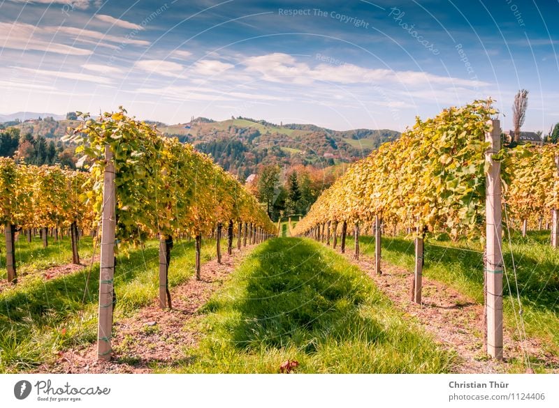 Erntezeit Alkohol Wein Wellness Leben harmonisch Ferien & Urlaub & Reisen Tourismus Ausflug Freiheit Sightseeing Fahrradtour Sommerurlaub Berge u. Gebirge