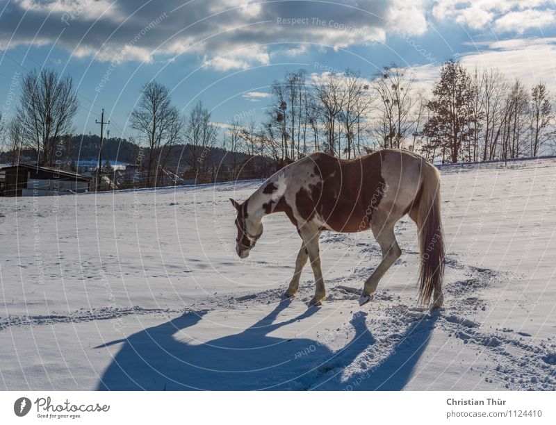 Pferd im Winter auf Stallsuche:) Reiten Jagd Ferien & Urlaub & Reisen Tourismus Abenteuer Ferne Freiheit Schnee Winterurlaub Sport Natur Wolken Schönes Wetter