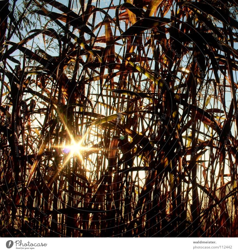 Schilf Schilfrohr Röhricht Blatt Sonnenstrahlen Morgen Gegenlicht Licht Küste Schatten