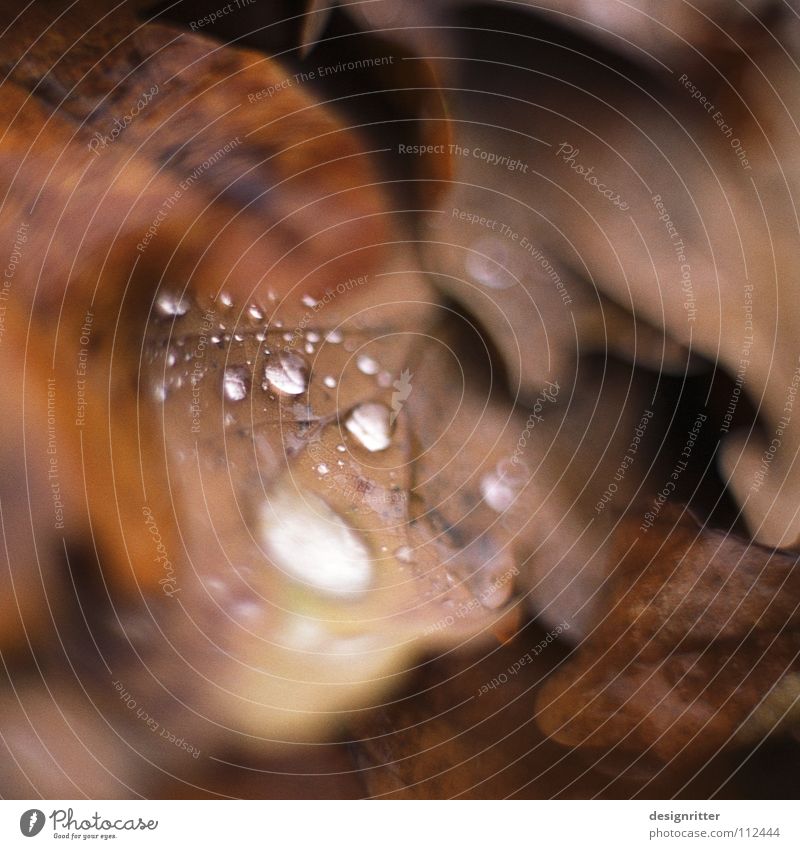 Novemberabschied Herbst Blatt Herbstlaub Eiche Eichenblatt vergangen welk braun schön alt kalt grau nass ungemütlich mögen fallen Tod Regen Wassertropfen autumn