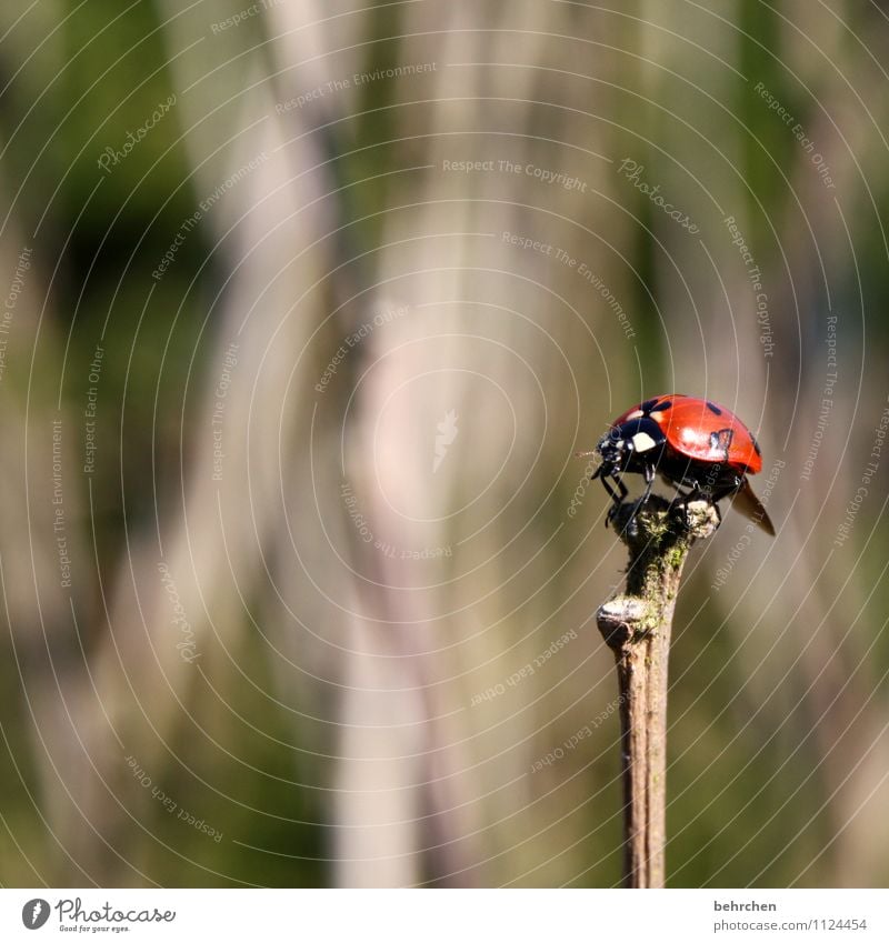 stock im arsch;) Natur Pflanze Tier Frühling Sommer Herbst Sträucher Garten Park Wiese Wald Wildtier Käfer Flügel Marienkäfer 1 beobachten Erholung fliegen