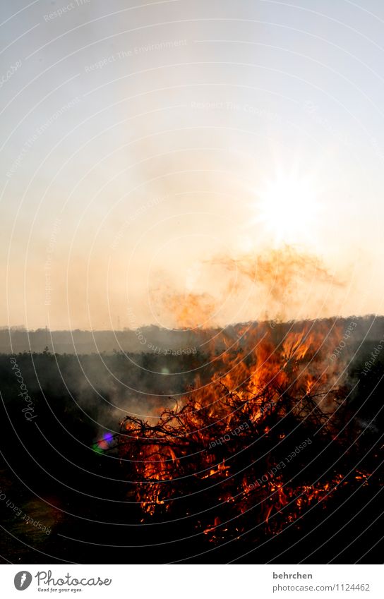 lodernd Feuer Himmel Wolkenloser Himmel Frühling Sommer Herbst Schönes Wetter Wind Sträucher Feld Holz Rauch heiß Wärme orange Freude Begeisterung Kraft Macht