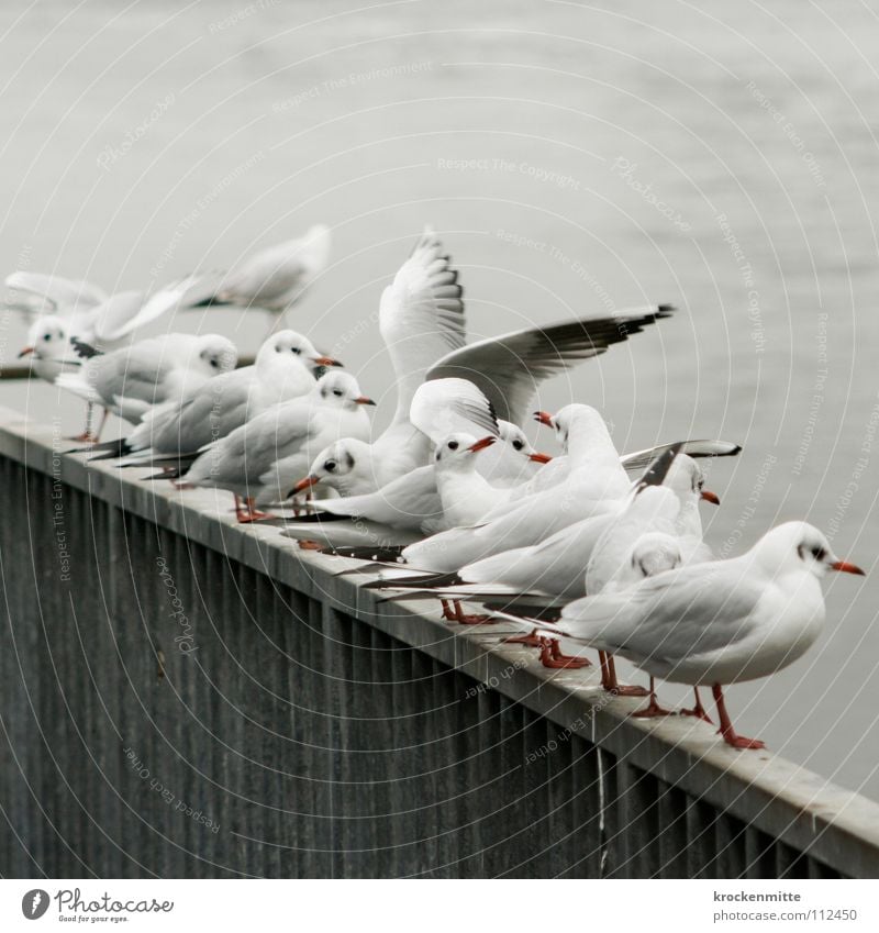 Aus der Reihe tanzen Vogel Möwe Aussicht grau Tier Möwenvögel flattern Schnabel Geländer warten Ausschau halten Möve Flügel Feder