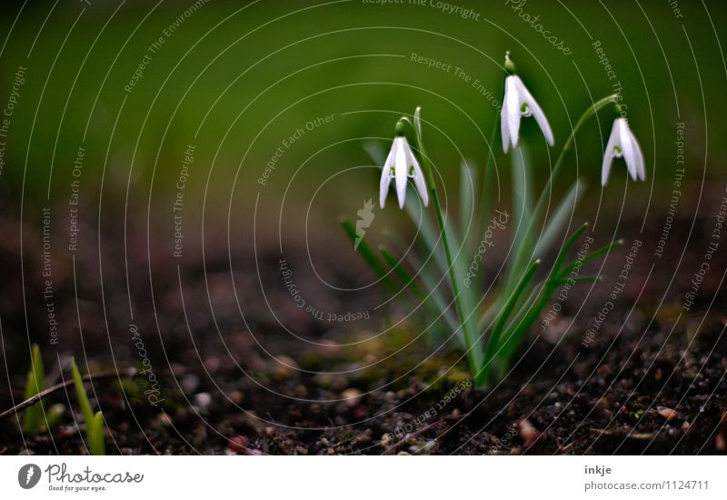 drei davon Natur Pflanze Erde Frühling Blume Maiglöckchen Frühlingsblume Frühlingsblumenbeet Garten Blühend hängen frisch klein natürlich braun grün weiß