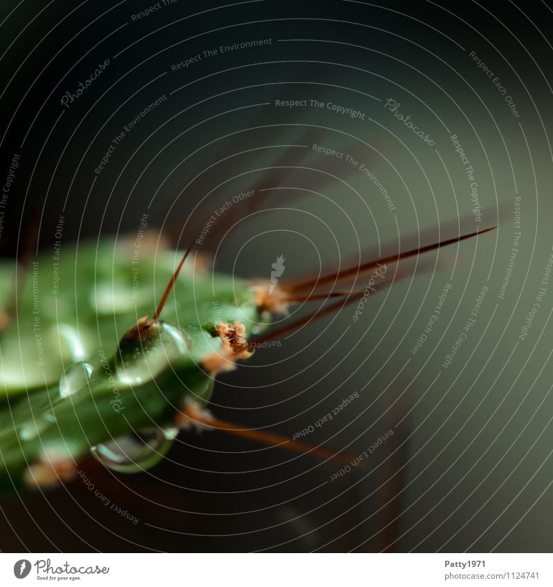 Kaktus Natur Wassertropfen Pflanze Spitze stachelig ruhig Gedeckte Farben Makroaufnahme Menschenleer