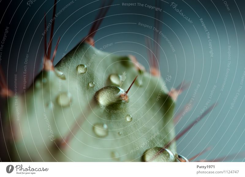 Kaktus Natur Pflanze Wassertropfen Spitze stachelig ruhig Gedeckte Farben Makroaufnahme Menschenleer