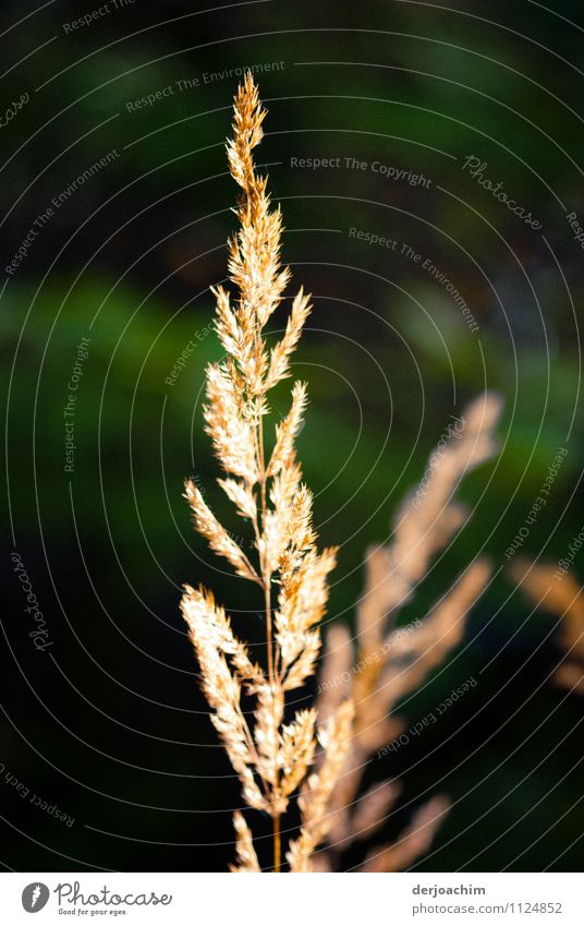 Am  Ende eines Sommers steht ein verblühter zarter gelber Zweig am Wegesrand. exotisch ruhig Ausflug Feld Landwirtschaft Forstwirtschaft Pflanze Schönes Wetter