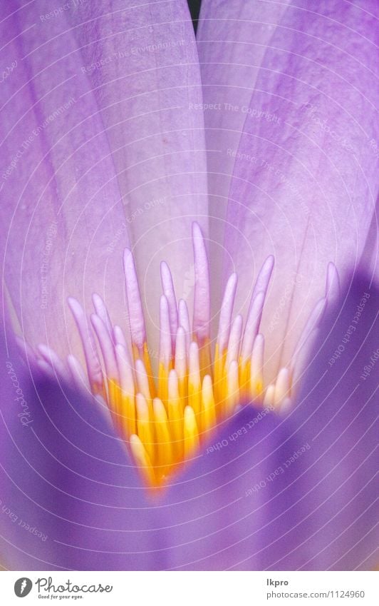 Nahaufnahme der Blume im Garten Natur Wald Blühend gelb grün rosa rot Pamplemousses Vorbau Blütenblatt Frühling Pollen Blütenstempel Mauritius violett