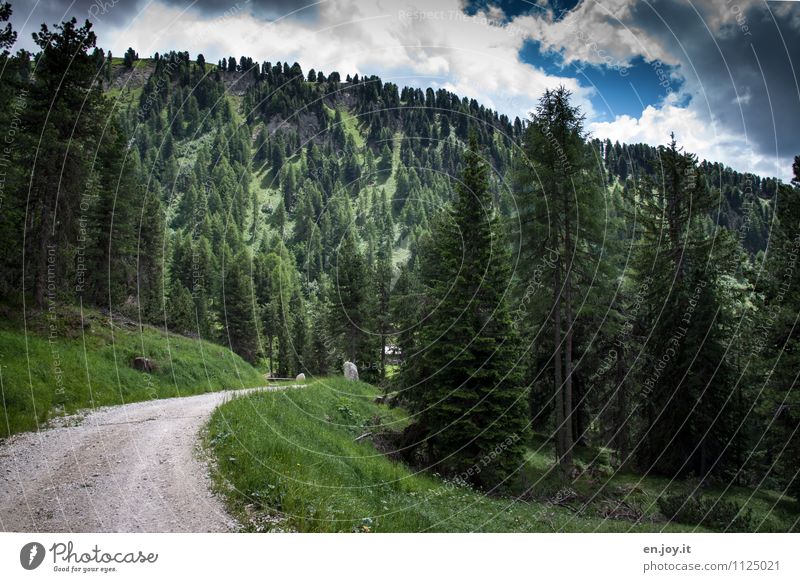 ins Grüne Ferien & Urlaub & Reisen Ausflug Sommer Sommerurlaub Berge u. Gebirge wandern Natur Landschaft Pflanze Himmel Frühling Schönes Wetter Gras Nadelbaum