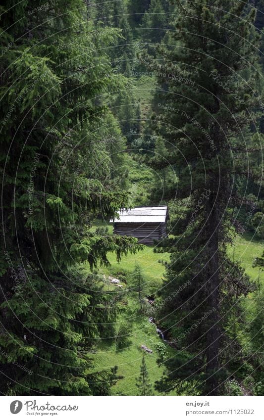 Lieblingsplatz Ferien & Urlaub & Reisen Abenteuer Sommer Sommerurlaub Berge u. Gebirge wandern Umwelt Natur Landschaft Pflanze Gras Nadelbaum Tanne Fichte Wald