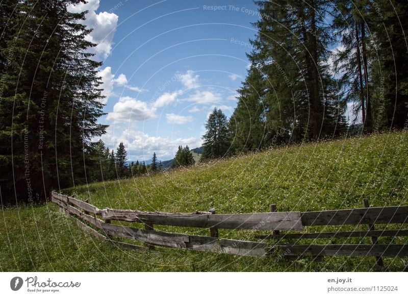 Abgrenzung Ferien & Urlaub & Reisen Sommer Natur Landschaft Pflanze Himmel Frühling Schönes Wetter Gras Blumenwiese Nadelbaum Tanne Fichte Wiese Wald Hügel grün