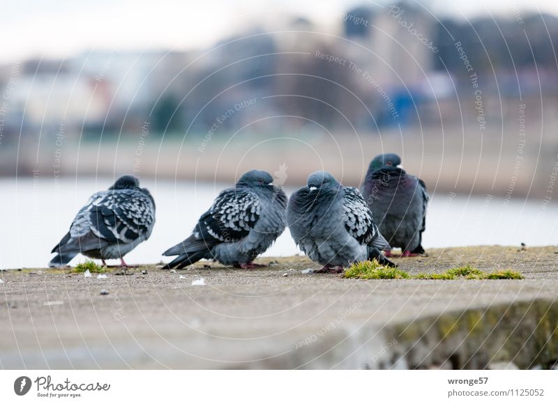 Kühles Wetter Stadt Mauer Wand Tier Haustier Wildtier Vogel Taube 4 Tiergruppe blau grau taubenblau kalt Stadtleben Stadtzentrum Fluss Elbe warten Farbfoto