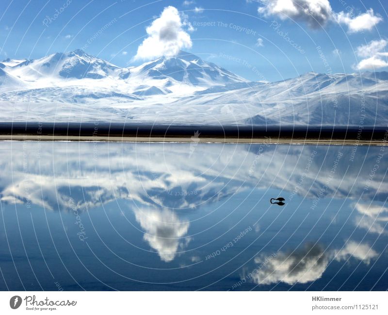 Laguna Santa Rosa Natur Landschaft Wasser Himmel Wolken Berge u. Gebirge Schneebedeckte Gipfel Gletscher Küste See Wüste Flamingo 1 Tier Romantik schön ruhig