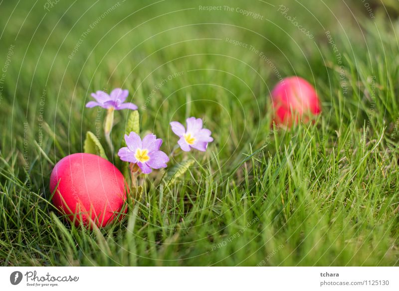 Ostereier Lebensmittel Jagd Garten Ostern Blume Gras Blüte Wiese Feld grün rot Religion & Glaube Ei Osterjagd Kissen-Primel Feiertag Fotografie Farbbild