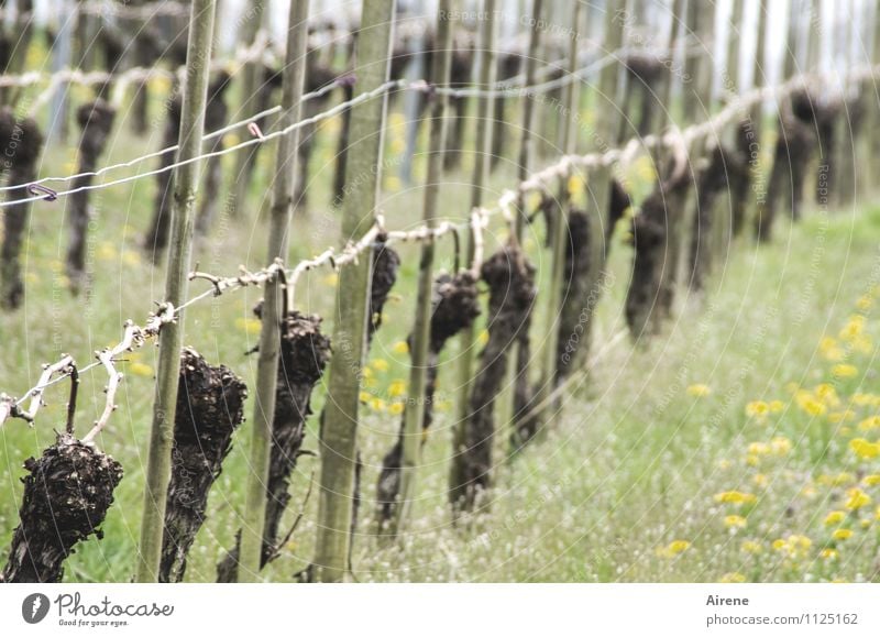 Aufbruchstimmung Landwirtschaft Forstwirtschaft Weinbau Winzer Natur Frühling Pflanze Grünpflanze Nutzpflanze Weinberg Feld Linie Streifen Schnur Wachstum alt