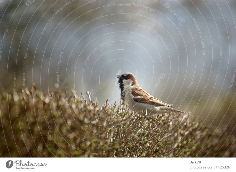 Ausguck auf der Hecke Garten Tier Sonnenlicht Frühling Schönes Wetter Sträucher Zweige u. Äste Wildtier Vogel Spatz Singvögel Haussperling 1 sitzen Wachstum