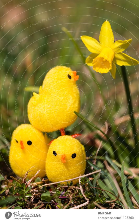 Teamwork! Blume Küken Spielzeug Zeichen Netz Netzwerk bauen rennen berühren hocken einfach frech Fröhlichkeit frisch Glück schön Neugier niedlich oben sportlich