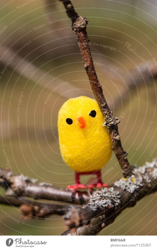 Fliegen lernen Freude Spielen Abenteuer Freiheit Expedition Ostern Küken Spielzeug beobachten fliegen hocken sitzen warten frech frei Fröhlichkeit frisch