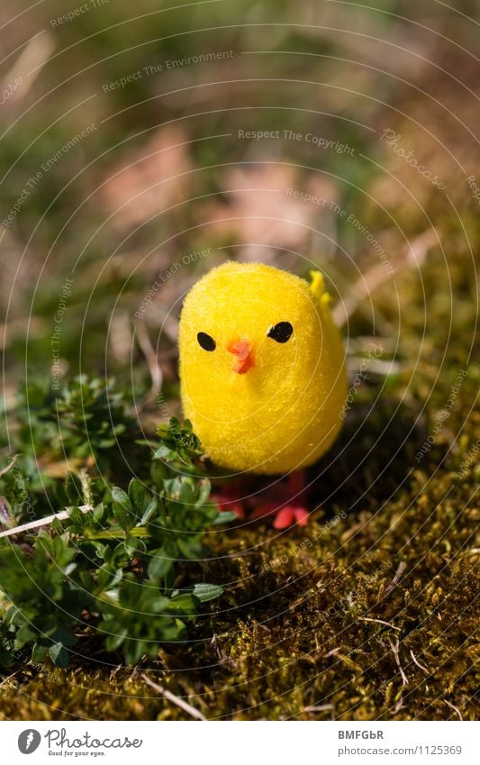 my yellow lucky bird Natur Erde Pflanze Gras Moos Farn Grünpflanze Garten Park Wiese Vogel Kitsch Krimskrams Spielzeug Spaßvogel Erholung hocken Blick sitzen