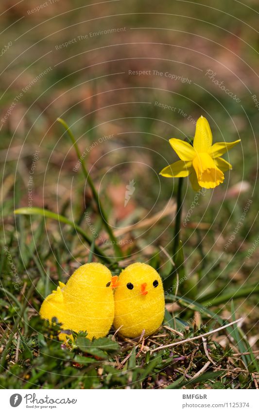 yellow love Umwelt Natur Tier Erde Pflanze Blume Gras Moos Blatt Blüte Narzissen Küken Spielzeug Kitsch Krimskrams Brunft berühren Blühend sprechen hocken