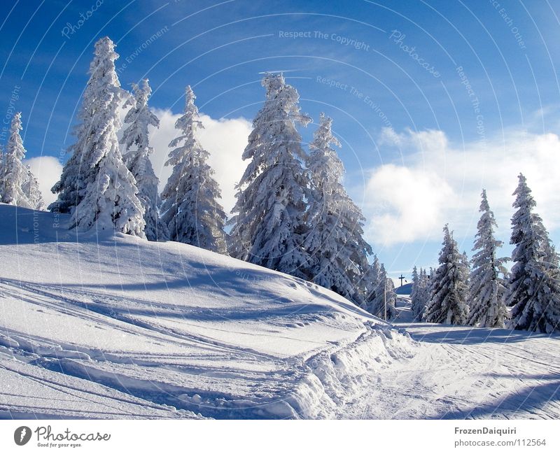 the first snow II Baum Gefühle Fichte Fröhlichkeit Berghang Hügel Licht Nadelbaum ruhig Schneedecke Skispur Tiefschnee Bundesland Tirol Umwelt weiß Winter