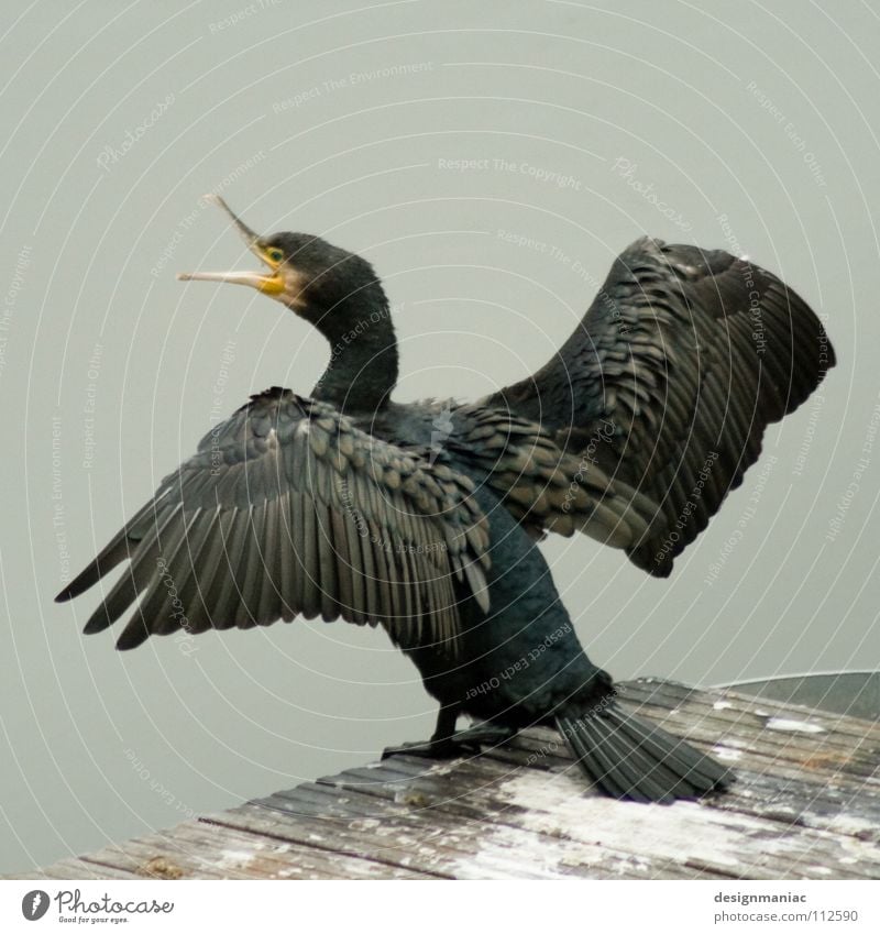 Schräger Polit-Vogel getarnt als Bundesadler grau ausbreiten Tier schwarz Schnabel Federvieh Steg Beginn aufreißen lüften schreien Gezwitscher aufmachen gelb