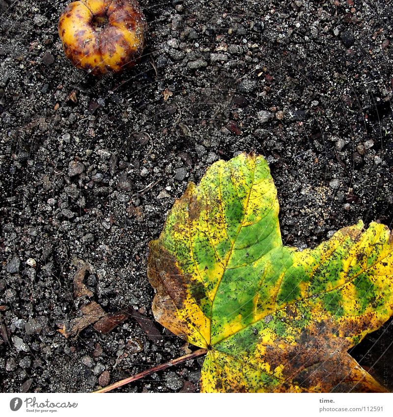 Sterben auf der Straße ist nicht schön, findet Lukas Farbfoto Gedeckte Farben Außenaufnahme Menschenleer Frucht Apfel Herbst Blatt Verkehrswege Wege & Pfade