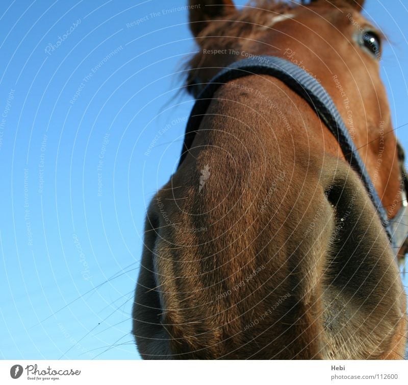 schau mir in die nase kleines... Pferd Tier Nasenloch Geruch vertraulich Streicheln rothaarig Reitsport Fuchsjagd Cowboy Vertrauen Säugetier Himmel vierbeiner