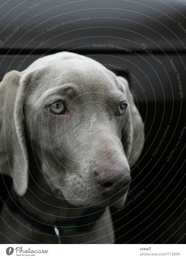 Tiamatic Weimaraner Hund Welpe Schnauze Fell Halsband niedlich Tier Hängeohr Richtung Säugetier Farbe Blick Detailaufnahme Hundehalsband Auge Tierjunges