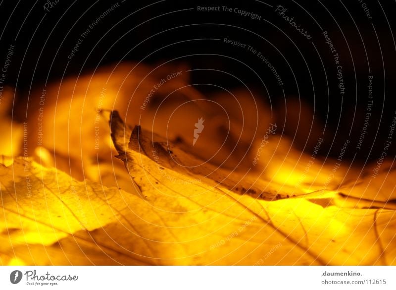 23 Blatt Baum Herbst Vergänglichkeit Licht Lampe Am Rand Nacht Faser Jahreszeiten Grenze Herbstlaub Herbstfärbung kalt September Oktober November Langeweile