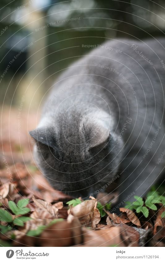 schnüffeln Freizeit & Hobby Natur Frühling Herbst Blatt Waldboden Giersch Garten Park Haustier Katze Katzenohr Hauskatze Rassekatze 1 Tier Blick Neugier