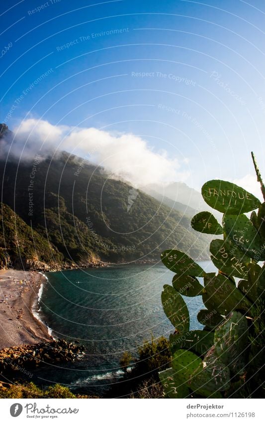 Kaktusgraffiti mit Aussicht Ferien & Urlaub & Reisen Tourismus Ausflug Freiheit Berge u. Gebirge wandern Umwelt Natur Landschaft Pflanze Sommer Schönes Wetter