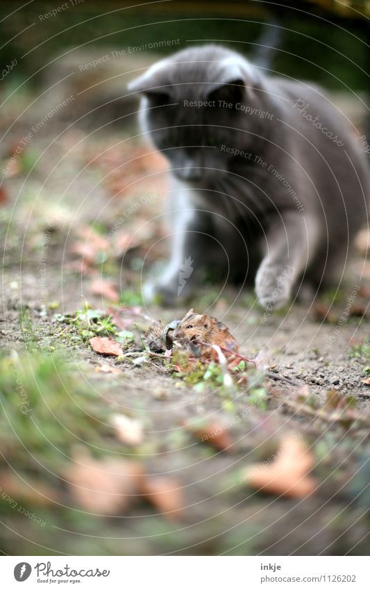 erlegen Natur Frühling Herbst Waldboden Garten Park Haustier Wildtier Katze Maus 2 Tier Jagd kämpfen klein Gefühle Stimmung Erfolg Macht Mitgefühl Neugier