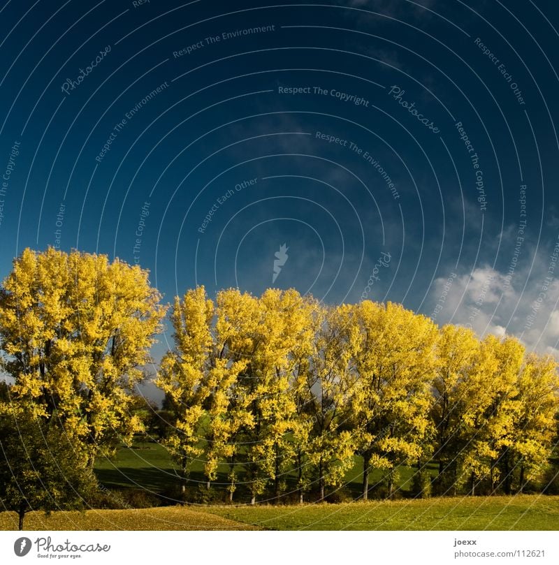 Reihe Baum wolle Baumreihe Erholung Herbstfärbung Herbstlaub Idylle Laubbaum Denken ruhig Sonnenenergie Sonnenlicht Stimmung Physik Wolken Himmel blau