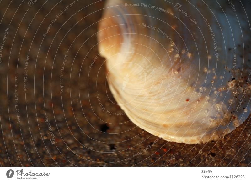 Muschelschale halbrund Sandstrand besonderes Licht maritim Achtsamkeit achtsam Sonnenlicht Lichtstimmung Dämmerung Muschelform Sandkörner warmes Licht Strand