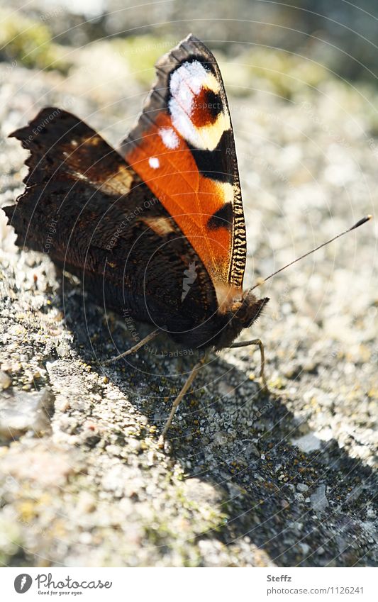 Sonne willkommen Schmetterling Edelfalter Aglais io Schmetterlingsflügel Wohlgefühl Momentaufnahme Pause machen Naturmuster ruhig Sonnenbad goldener Oktober