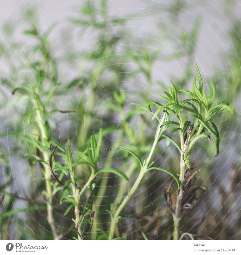 Alles Gute, barbaclara, und bleib gesund! Lebensmittel Kräuter & Gewürze Rosmarin Natur Pflanze Grünpflanze Nutzpflanze genießen Wachstum Gesundheit lecker