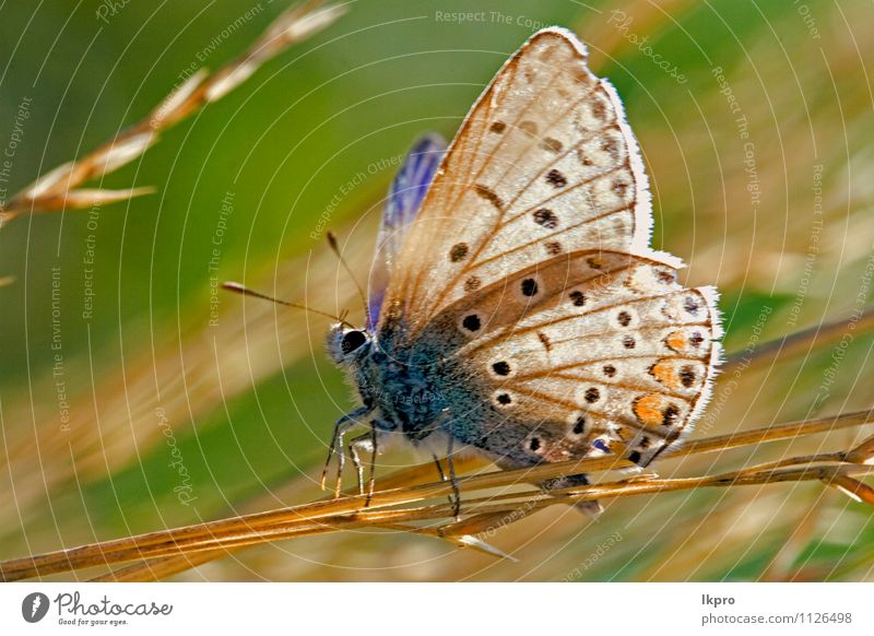 in der Buchse ruhend Garten Natur Blume Blatt Weiche Fluggerät Schmetterling Linie wild blau braun gelb grün rot schwarz weiß Farbe Ritterfalter Fleck Insekt