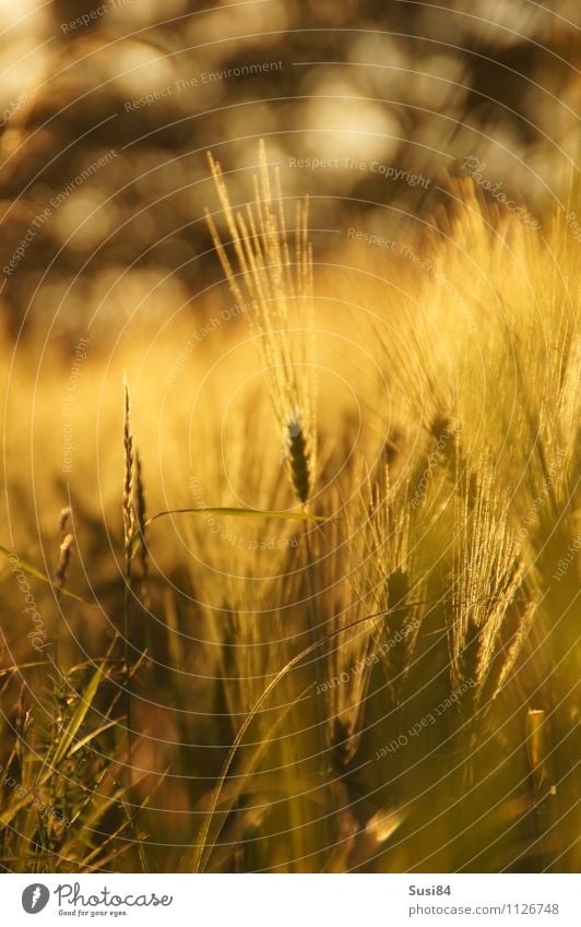 Ähre Natur Pflanze Sommer Herbst Gras Nutzpflanze Gerste Getreidefeld Gerstenfeld Feld verblüht nachhaltig natürlich gold Gefühle Lebensfreude Abenteuer