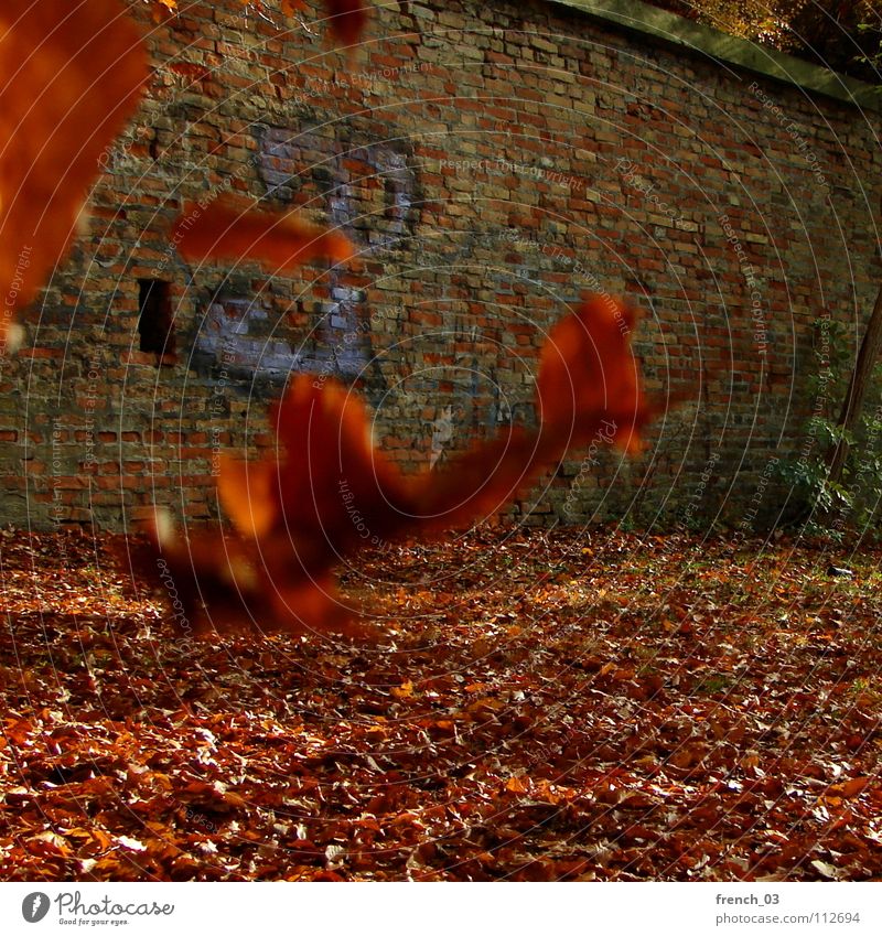 Herbstende Blatt Mauer rot gelb Schriftzeichen Wand Backstein fliegend Denken kalt Orientierung Schweben Wind Herbstfärbung Deutschland leaf leaves Luftverkehr