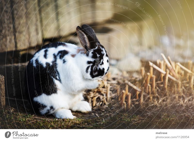 schäm schäm ... Körperpflege Gesicht Frühling Schönes Wetter Gras Sträucher Garten Wiese Tier Haustier Fell Pfote Zwergkaninchen Hase & Kaninchen Säugetier