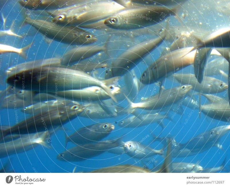 Fishermens Friends Meer Meeresfrüchte Tier Spanien Australien Riff Schnorcheln schön türkis träumen Strand Ferien & Urlaub & Reisen Sommer Bad Ereignisse Wal