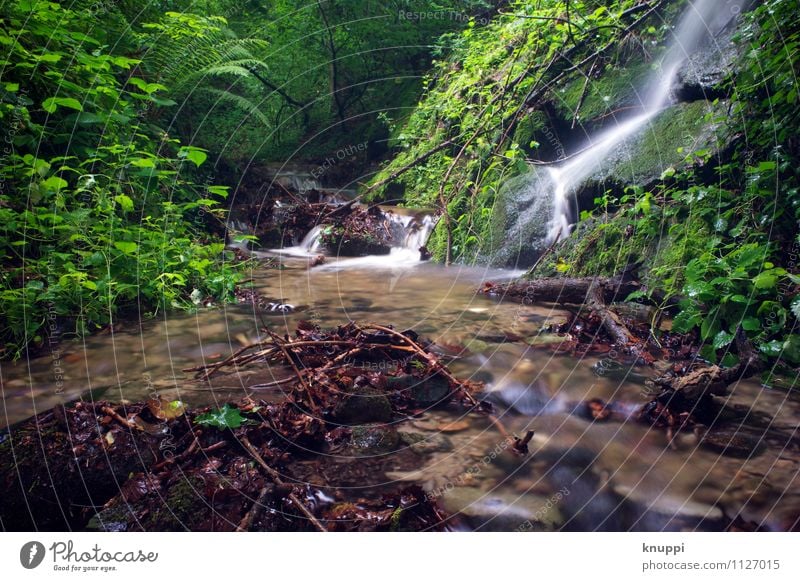 green Umwelt Natur Landschaft Pflanze Urelemente Erde Wasser Sonnenlicht Frühling Sommer Klima Klimawandel Schönes Wetter Sträucher Moos Grünpflanze Wildpflanze