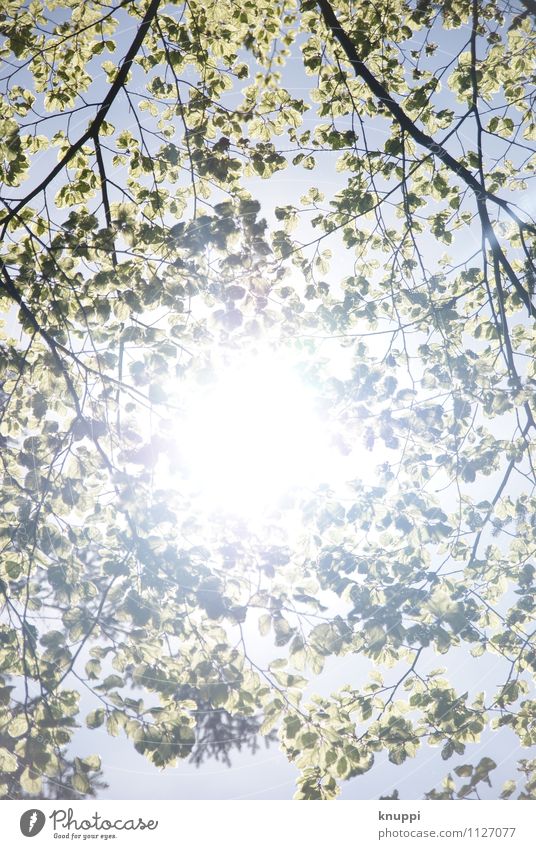 Frühling Umwelt Natur Pflanze Luft Himmel Wolkenloser Himmel Sonne Sonnenlicht Wetter Schönes Wetter Baum Blatt Wildpflanze Park Wald Blühend leuchten Wachstum