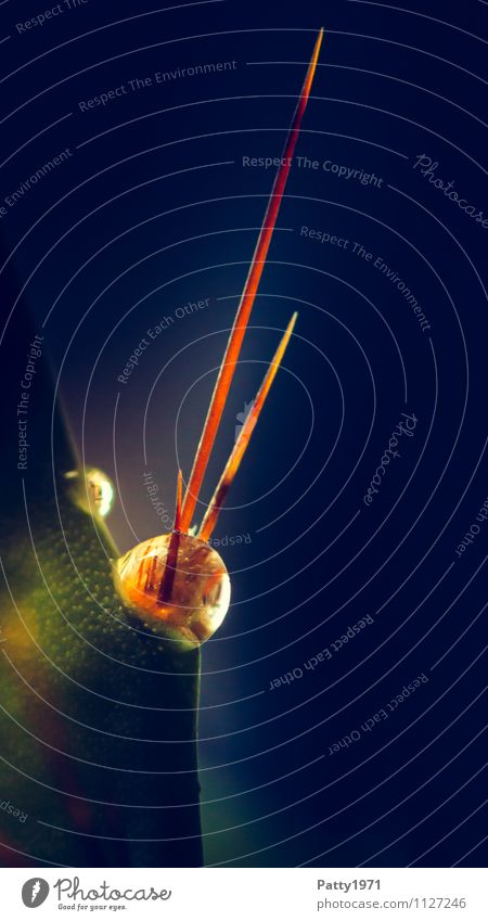 Kaktus Natur Wassertropfen Stachel Spitze stachelig ruhig Gedeckte Farben Makroaufnahme Menschenleer