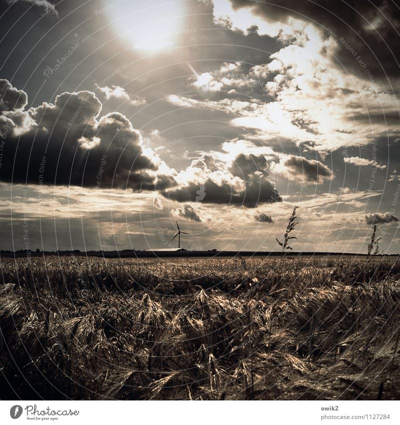 Einzelkämpfer Umwelt Natur Landschaft Pflanze Urelemente Luft Himmel Wolken Horizont Wetter Schönes Wetter Wind Sträucher Getreide Windkraftanlage Kornfeld