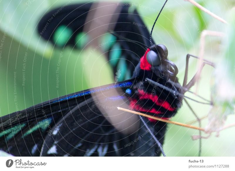 Butterfly Tier Wildtier Schmetterling Insekt 1 Armut ästhetisch Tiergesicht Rüssel beobachten verstecken rot schwarz grün Fell filigran Farbfoto Außenaufnahme