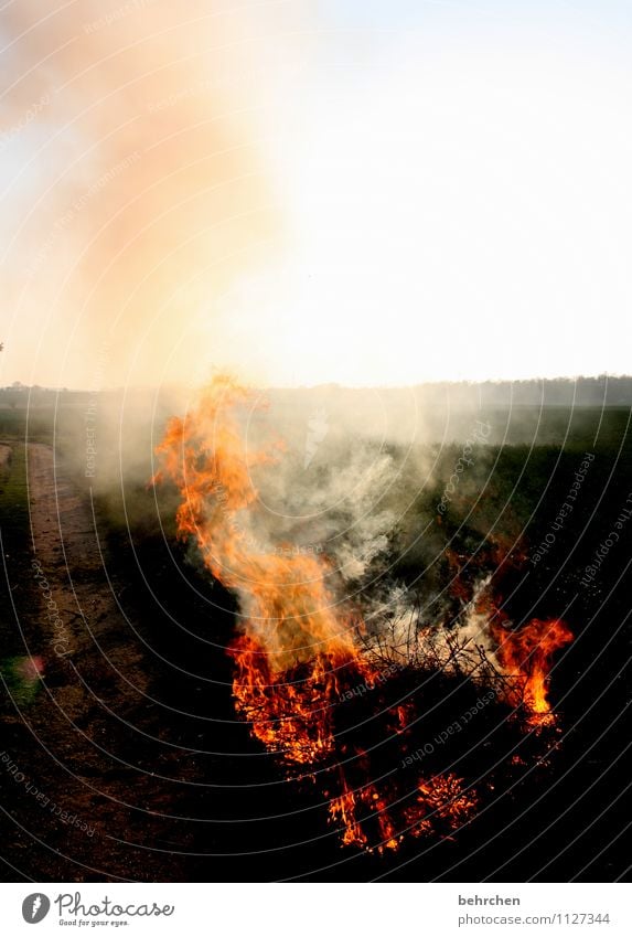 brenzlig Erde Feuer Himmel Wolkenloser Himmel Frühling Sommer Herbst Wind Sträucher Rauchen orange Kraft Vertrauen Schutz Romantik Wachsamkeit geduldig ruhig